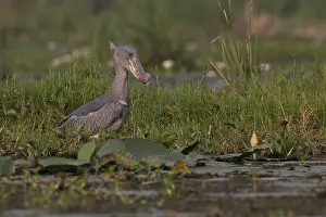 Shoebill (Balaeniceps rex) foraging
