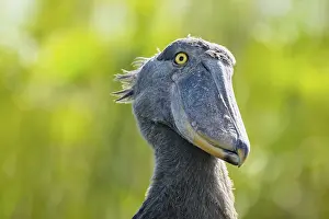 Shoebill (Balaeniceps rex), juvenile