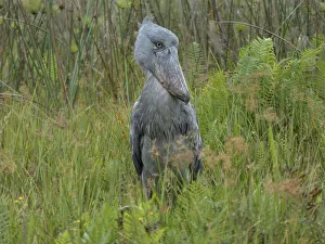 Shoebill (Balaeniceps rex), Lake Victoria