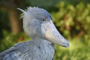 Shoebill (Balaeniceps rex), Occurrence in Africa