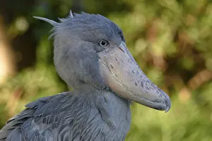 Shoebill (Balaeniceps rex), Occurrence in Africa