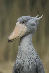 Shoebill (Balaeniceps rex), portrait