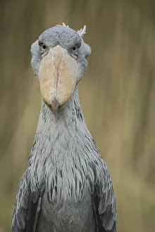 Shoebill (Balaeniceps rex), portrait