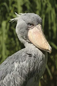Shoebill (Balaeniceps rex) portrait