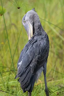 Shoebill (Balaeniceps rex) in the swamps of Mabamba