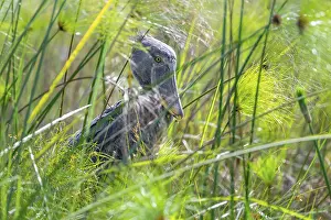 Shoebill (Balaeniceps rex) in the swamps of Mabamba between Papyrus