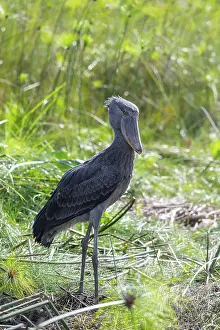Shoebill (Balaeniceps rex) in the swamps of Mabamba between Papyrus