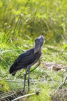 Shoebill (Balaeniceps rex) in the swamps of Mabamba between Papyrus