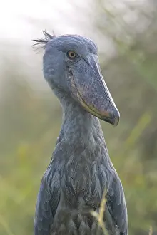 Shoebill (Balaeniceps rex), Uganda, Africa