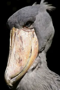 Shoebill (Balaeniceps rex), Wuppertal Zoo