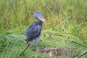 Shoebill (Balaeniceps rex), young bird kneeling in nest