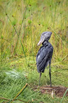 Shoebill (Balaeniceps rex), young bird standing in nest