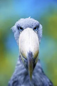 Shoebill (Baleaniceps rex), Whale-headed Stork
