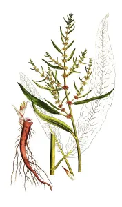 Shore or beach amphora, Rumex maritimus