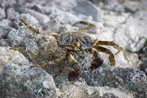 Shore crab (grapsus albolineatus) on rock