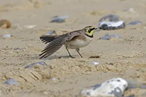 Shore Lark (Eremophila alpestris)
