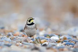 Shore Lark (Eremophila alpestris) adult
