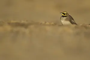 Shore lark or Horned lark (Eremophila alpestris) adult bird on a beach