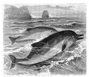 Short-beaked common dolphin (Delphinus delphis)