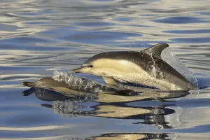 Short-beaked Common Dolphin (Delphinus delphis) two adults