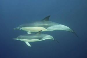 Short-beaked common dolphin (Delphinus delphis) with juvenile. Dive site Coffee Bay, Eastern Cape, South Africa, Africa