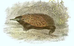 Short-beaked echidna (Tachyglossus aculeatus)