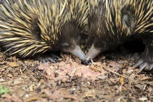 Short-beaked Echidna (Tachyglossus aculeatus)