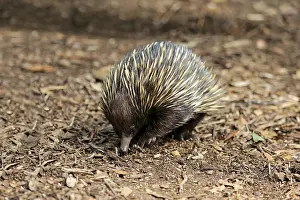 Short-beaked echidna (Tachyglossus aculeatus)
