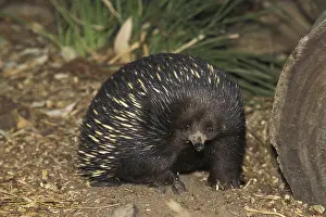 Short Beaked Echidna (tachyglossus aculeatus)