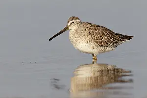 Short-billed Dowitcher (Limnodromus griseus)