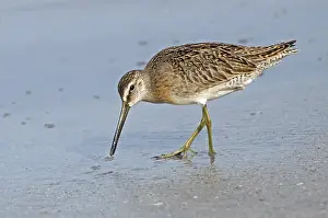 Short-billed dowitcher (Limnodromus griseus)