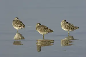 Short-billed Dowitcher (Limnodromus griseus)