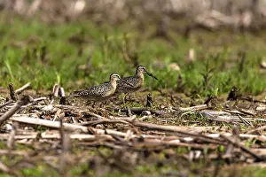 The short-billed dowitcher (Limnodromus griseus)