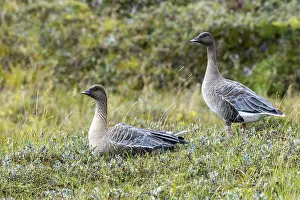 Short-billed goose, Anser brachyrhynchus