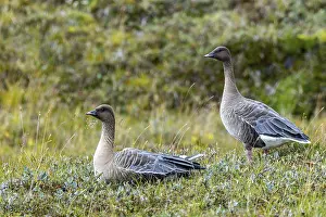 Short-billed goose, Anser brachyrhynchus