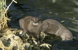 SHORT CLAWED OTTER (aonyx cinerea), PAIR OF ADULTS