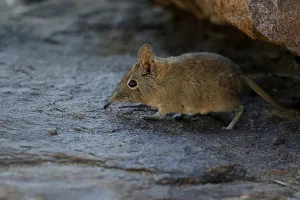 Short-eared elephant shrew (Macroscelides probosideus)