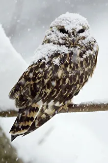Short-eared Owl (Asio flammeus)