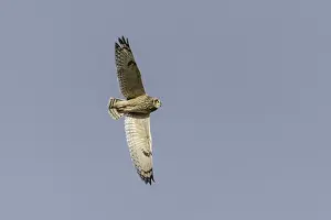 Short-eared owl (Asio flammeus)