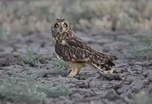 Short-eared Owl (Asio flammeus)