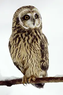 Short Eared Owl (Asio flammeus)