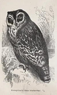 Short-eared owl (Asio flammeus)