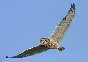 Short-eared Owl (Asio flammeus) adult