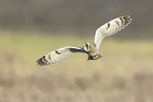 Short-eared Owl (Asio flammeus) flying