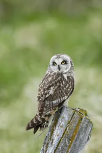 Short-eared Owl, short-eared owls (Asio flammeus)