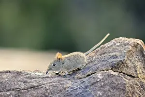 Short-eared Trunked Shrew (Macroscelides probosideus)
