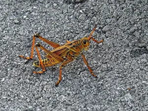 Short-fingered grasshopper (Romalea microptera)