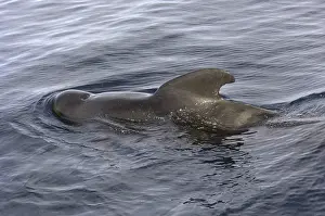 Short-finned Pilot Whale (Globicephala macrorhynchus)