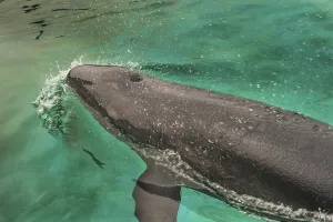 Short-finned Pilotwhale (Globicephala macrorhynchus)