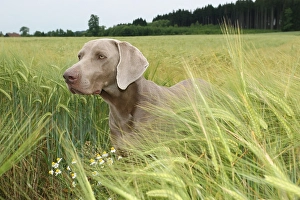 Short hair Weimaraner, hunting dog in a wheat field